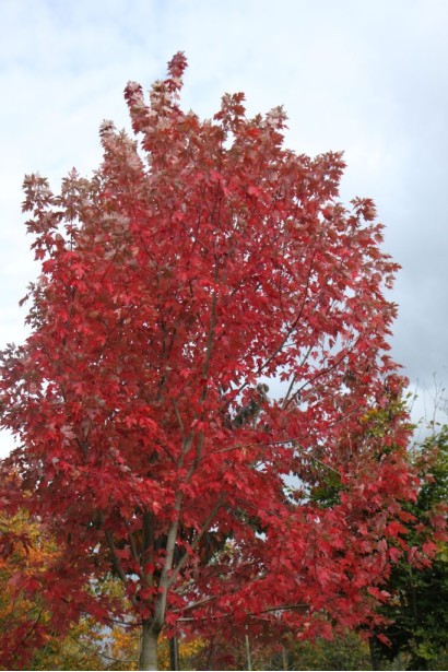 Клен фрімані Джефферсред в міському парку.